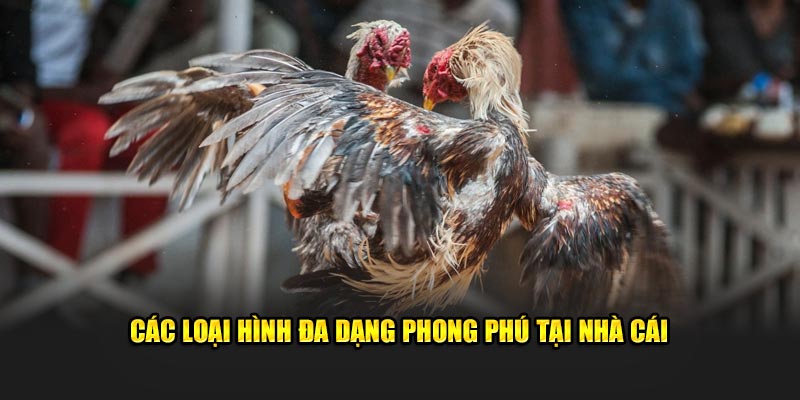 Các loại hình đa dạng phong phú tại nhà cái 