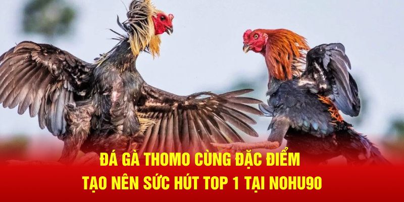 Đá gà thomo