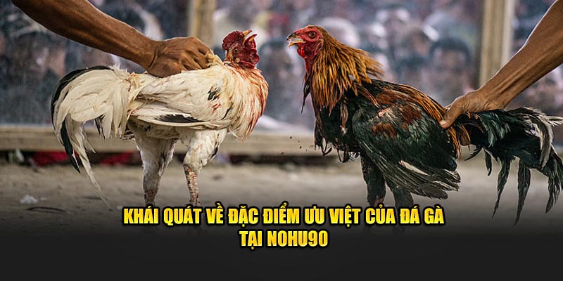 Khái quát về đặc điểm ưu việt của đá gà tại Nohu90 