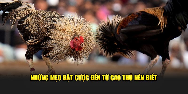 Những mẹo đặt cược đến từ cao thủ nên biết 