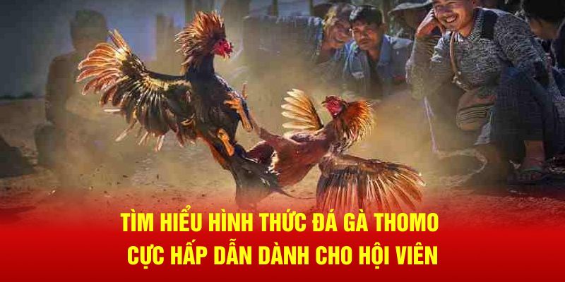 Tìm hiểu hình thức đá gà Thomo cực hấp dẫn dành cho hội viên